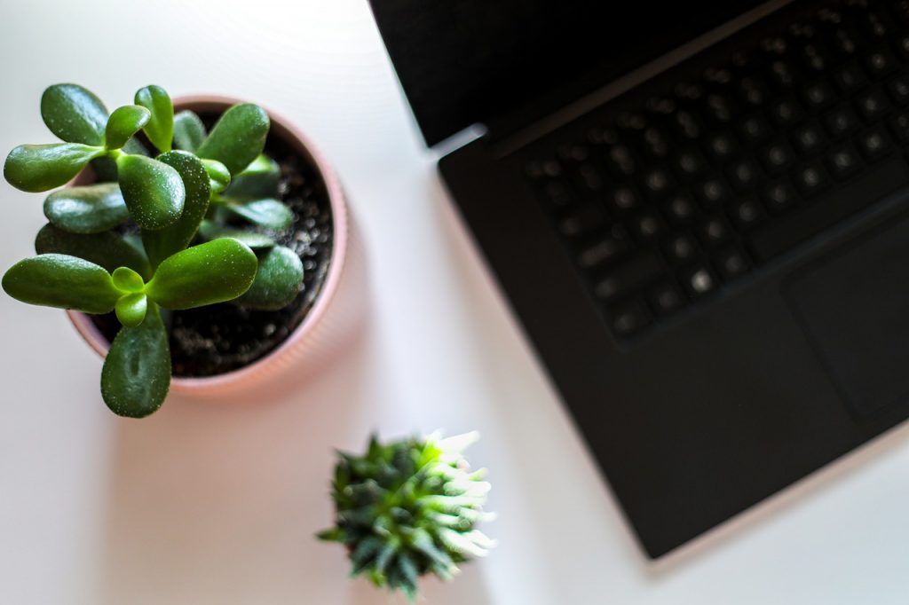 laptop, plant, desk